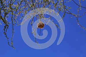 bird's nest on safari in Kenia and Tanzania, Africa