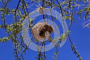 bird's nest on safari in Kenia and Tanzania, Africa