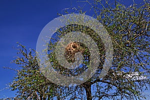 bird's nest on safari in Kenia and Tanzania, Africa