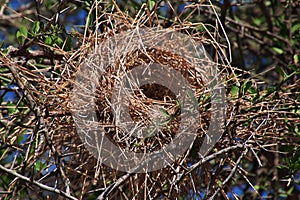 bird's nest on safari in Kenia and Tanzania, Africa