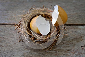 Bird`s Nest with Scattered Eggshell on an old Wood Panel