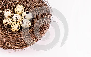 Bird`s nest with small eggs on a white background.Copy space.