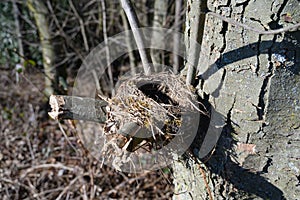 Bird`s nest in spring forest. Empty nest in branch furcation