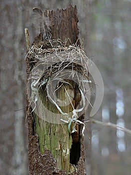 A Bird`s Nest on Top of a Dead Tree with Feathers and Ribbons