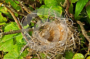 Bird's Nest in a Tree