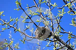 Bird's Nest in Tree