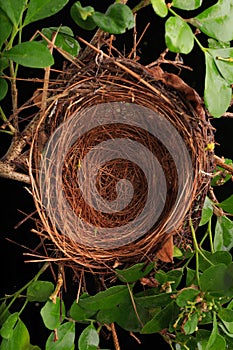 A bird`s nest on the tree