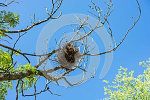 Bird`s nest on a tree against the blue sky