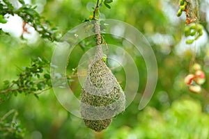 Bird's Nest on tree