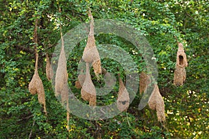 Bird's Nest on the tree