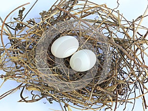 Bird\'s nest with two white egg in it isolated over white background. Eggs in straw nest