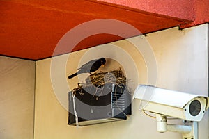 Bird`s Nest on the video camera tracking