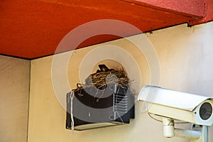 Bird`s Nest on the video camera tracking