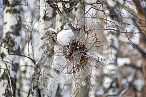 Bird`s nest in the winter forest