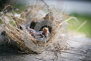 Bird`s nest and young birds