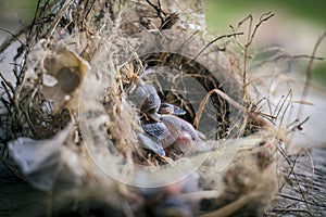 Bird`s nest and young birds