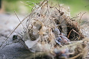 Bird`s nest and young birds