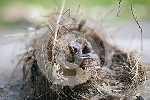 Bird`s nest and young birds