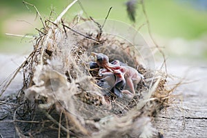 Bird`s nest and young birds