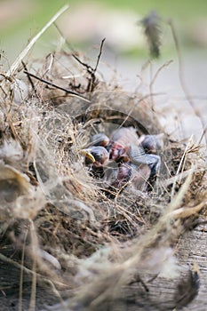 Bird`s nest and young birds