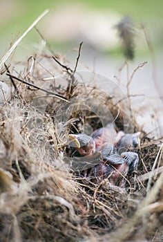 Bird`s nest and young birds