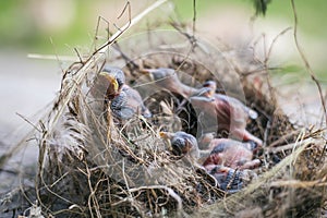 Bird`s nest and young birds