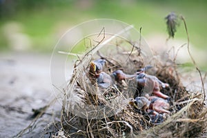 Bird`s nest and young birds