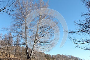 Bird's nests on a tree in the mountain district