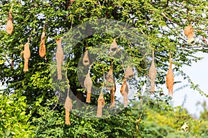 Bird`s nests on the tree, Puttaparthi, Andhra Pradesh, India.