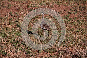 Bird in safari in Kenia and Tanzania, Africa