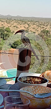 Bird from samburu conservancy so friendly