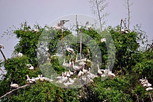 Bird Sanctuary photo