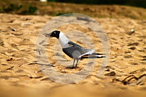 Bird in the sand at the beach in Puerto Rico photo