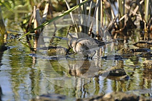 Bird sandpiper goes on water. Wild nature, marsh game, animals, fauna, flora