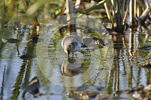 Bird sandpiper goes on water. Wild nature, marsh game, animals, fauna, flora