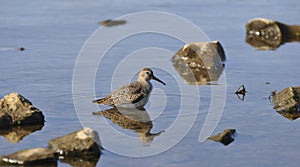 Bird sandpiper goes on water. Wild nature, marsh game, animals, fauna, flora