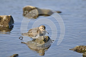 Bird sandpiper goes on water. Wild nature, marsh game, animals, fauna, flora