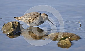 Bird sandpiper goes on water. Wild nature, marsh game, animals, fauna, flora