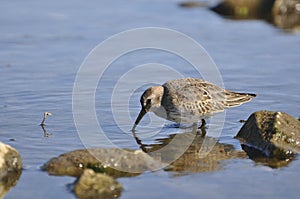 Bird sandpiper goes on water. Wild nature, marsh game, animals, fauna, flora