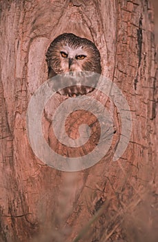 Bird-Saw whet owl photo