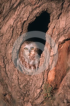 Bird Saw whet owl photo