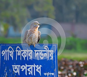 A bird say hunting birds is punishable offence