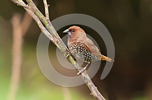 Bird, Scally-breasted Munia (Lonchura punctulata)