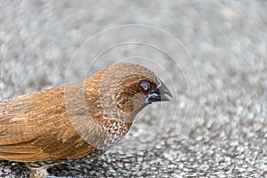 Bird (Scaly-breasted Munia) in a nature wild