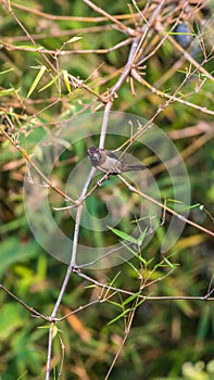 Bird (Scaly-breasted Munia) in a nature wild