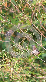 Bird (Scaly-breasted Munia) in a nature wild