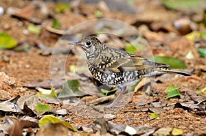 Bird (Scaly Thrush) , Thailand