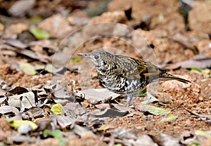 Bird (Scaly Thrush) , Thailand