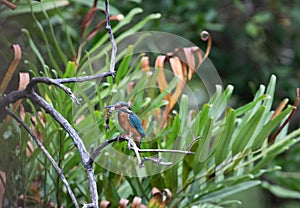 Bird scape. Common kingfisher (alcedo atthiss)