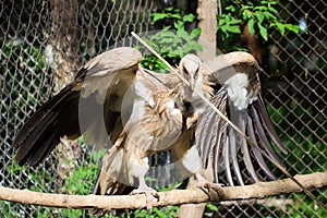 Bird scavenger vulture